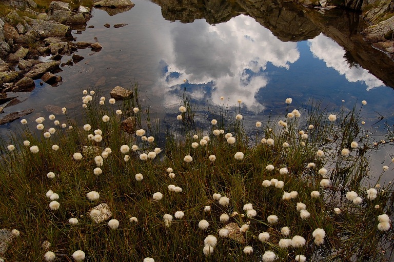 Eriophorum scheuchzeri / Erioforo rotondo